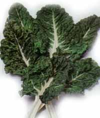 Swiss Chard